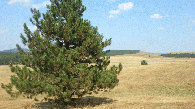 Tić polje Zlatibor