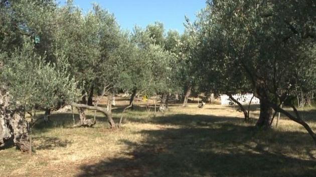 Moric Olive Farm na Luštici